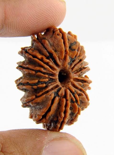 14 mukhi Rudraksh