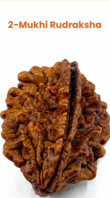 2 Mukhi Rudrksha