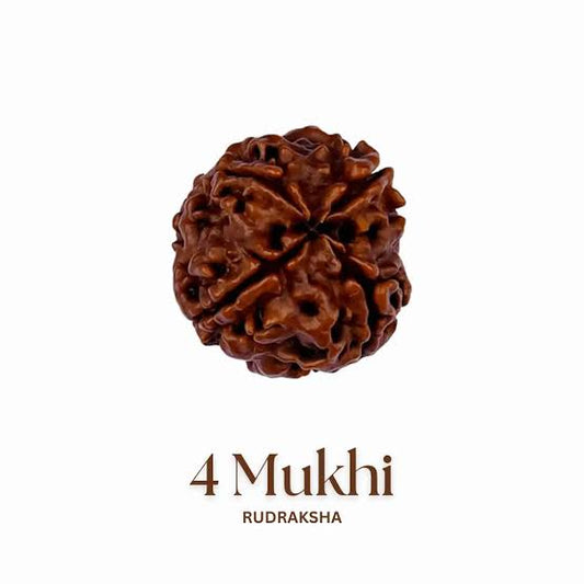 4 Mukhi Rudraksh