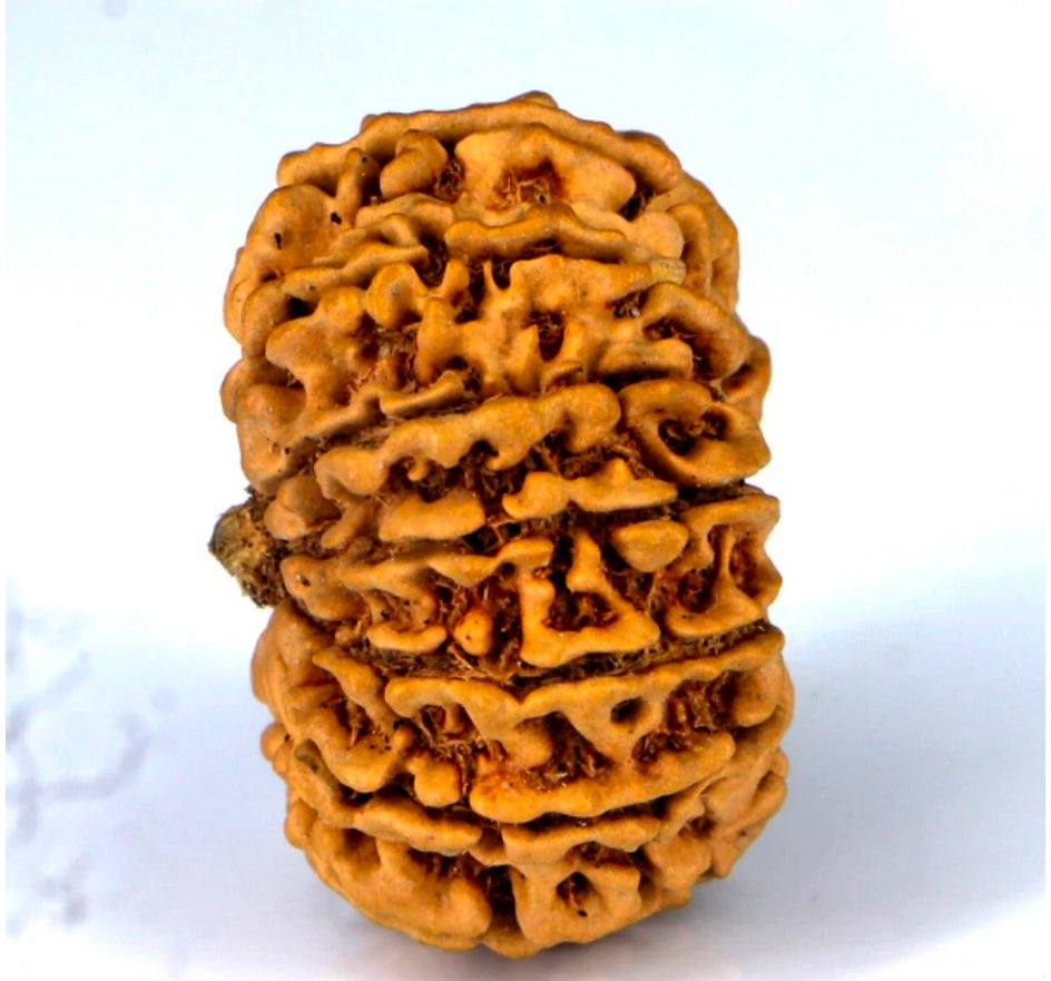 14 mukhi Rudraksh