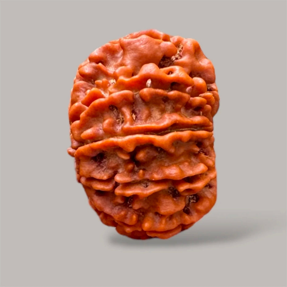 12 Mukhi Rudraksha
