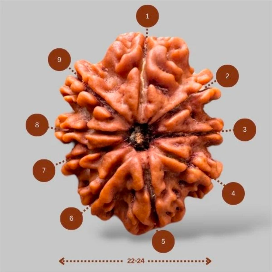 9 Mukhi Rudraksh