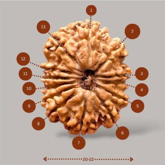 13 Mukhi Rudraksh