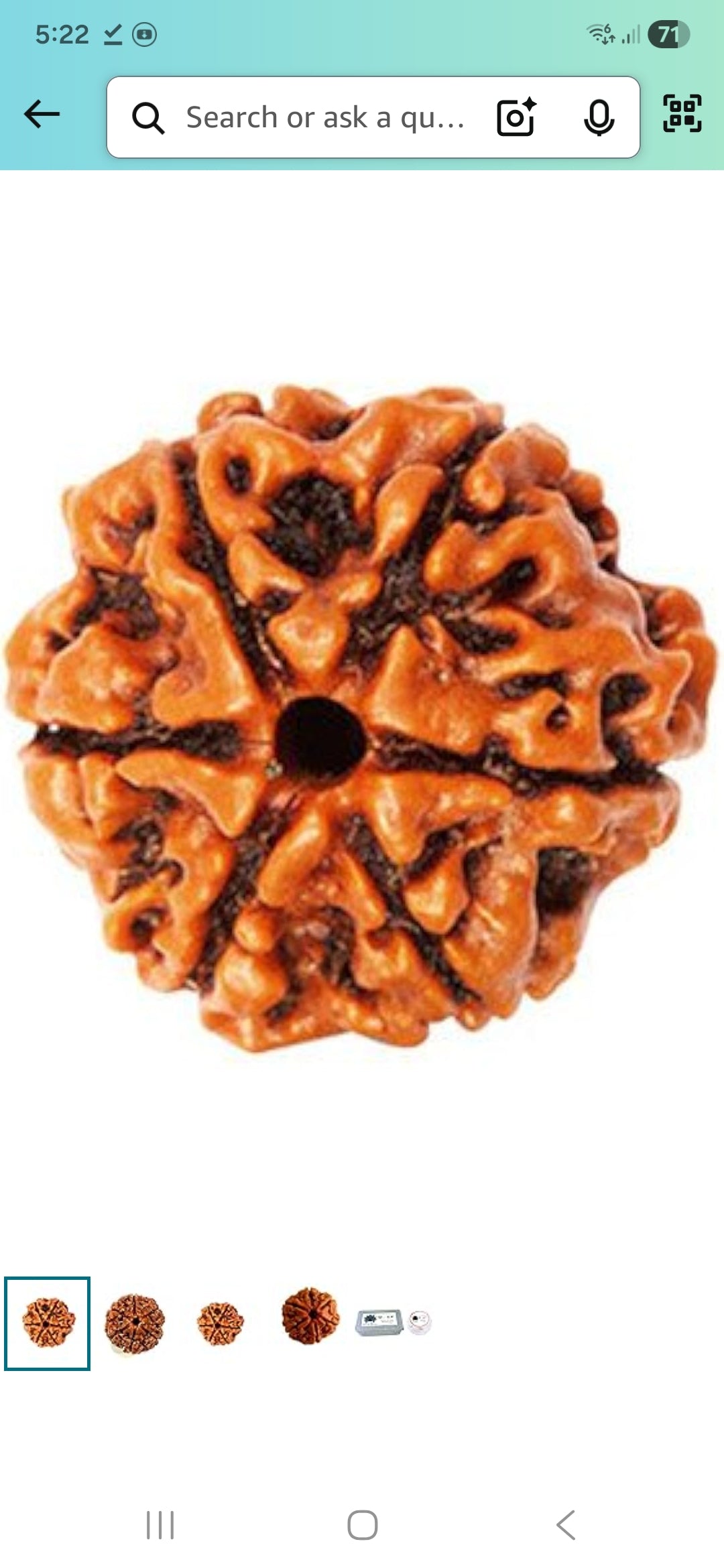 6 Mukhi Rudraksha
