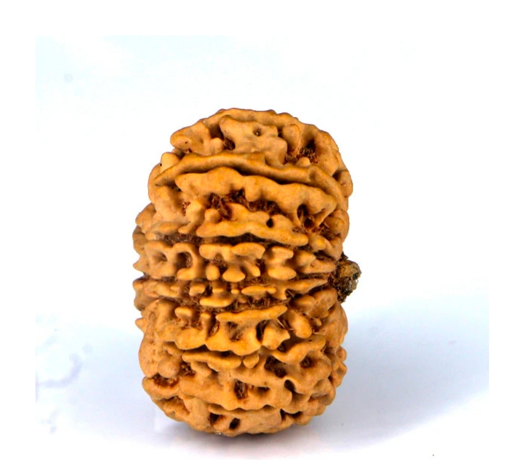 14 mukhi Rudraksh
