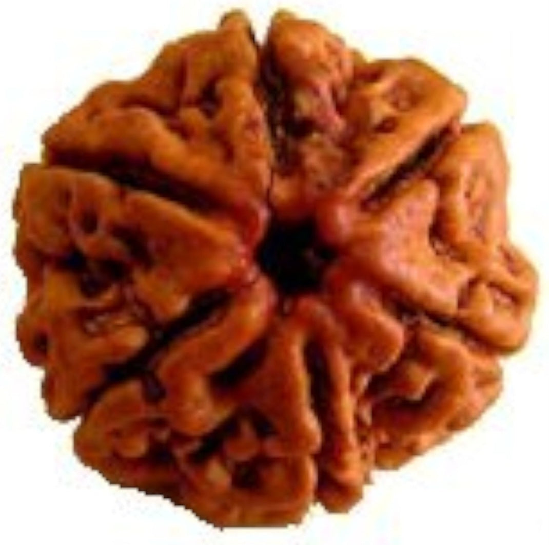 6 Mukhi Rudraksha