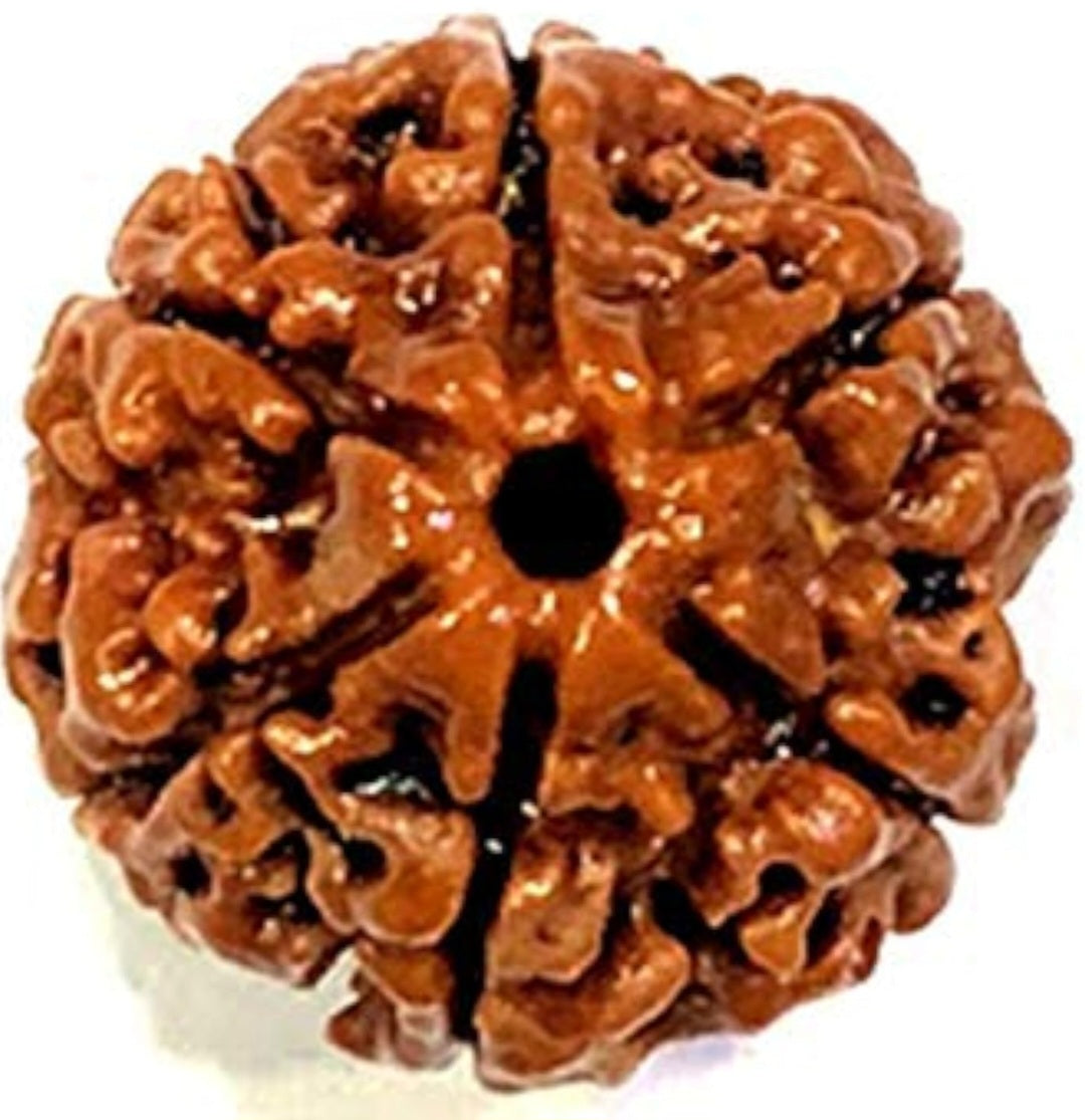 6 Mukhi Rudraksha