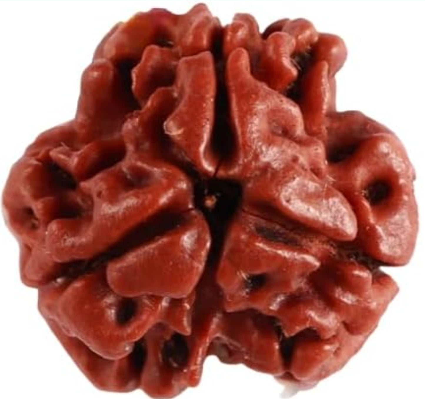 3 mukhi rudraksha