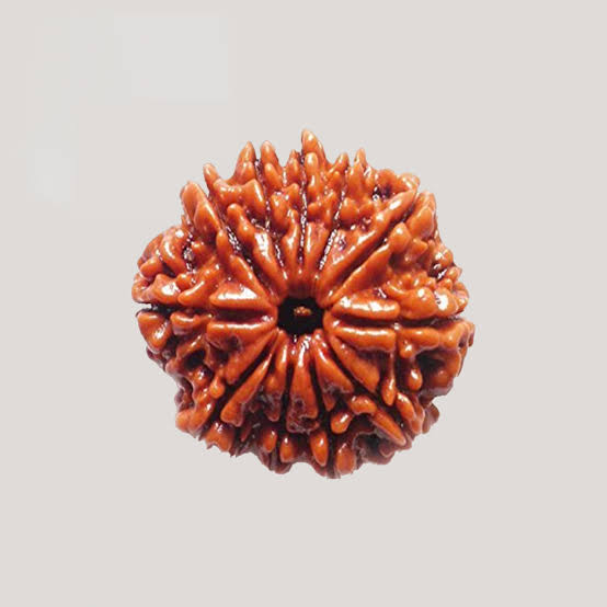 11 Mukhi Rudraksh