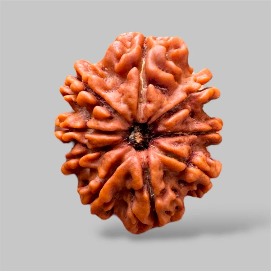 9 Mukhi Rudraksh