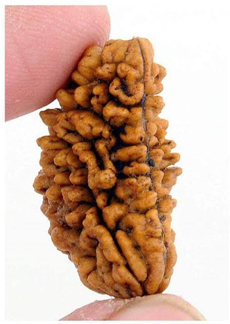 1 Mukhi Rudraksh