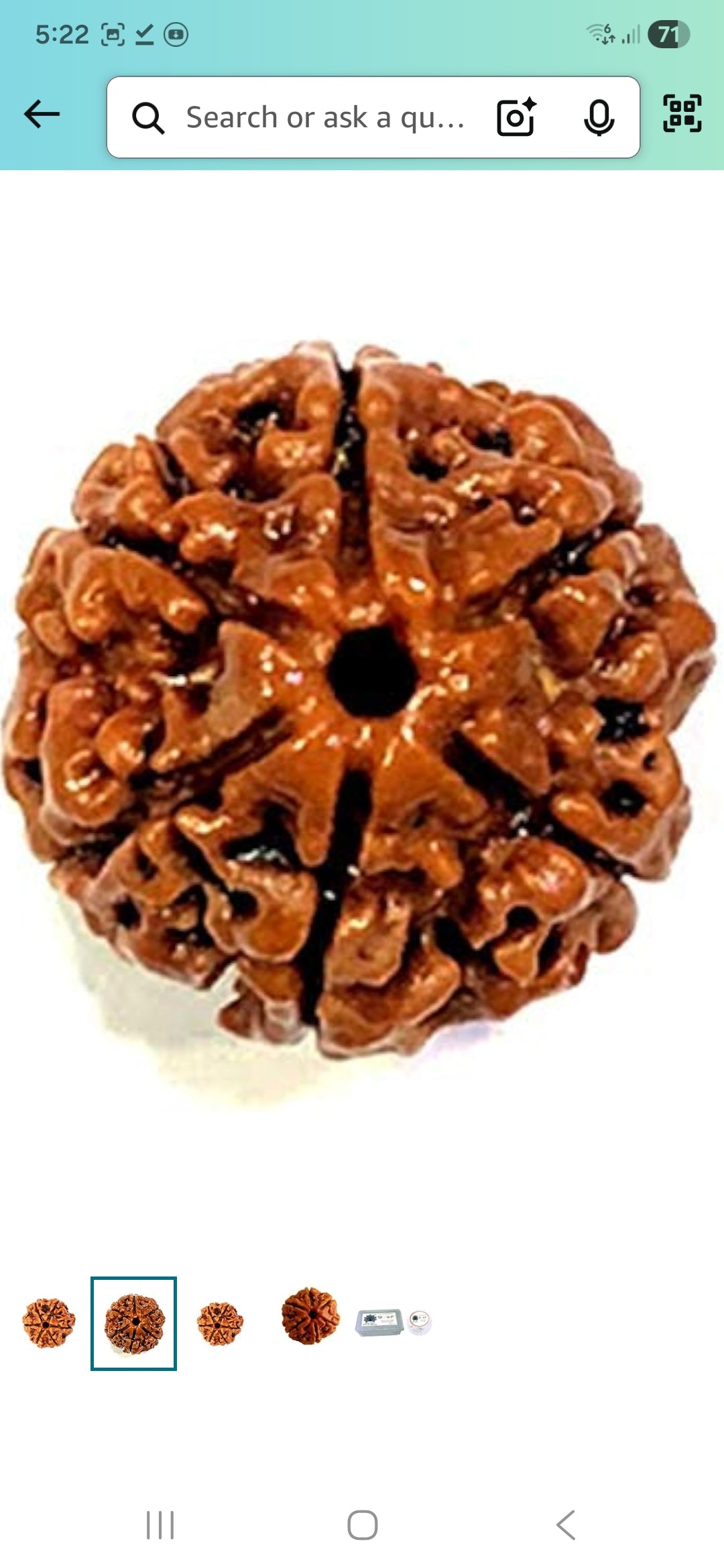 6 Mukhi Rudraksha