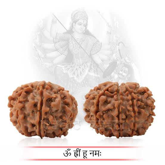 9 Mukhi Rudraksh