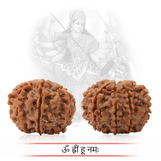 9 Mukhi Rudraksh