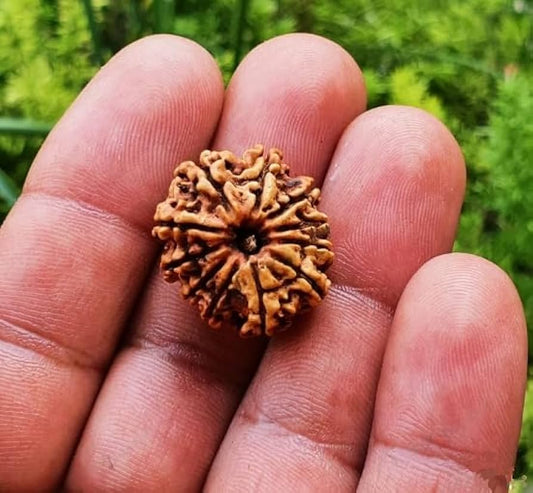 11 Mukhi Rudraksh