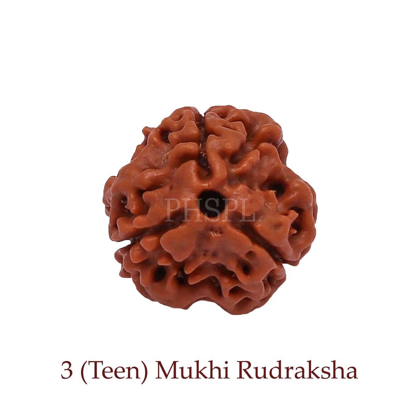 3 mukhi rudraksha