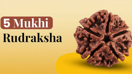 5 Mukhi Rudraksha