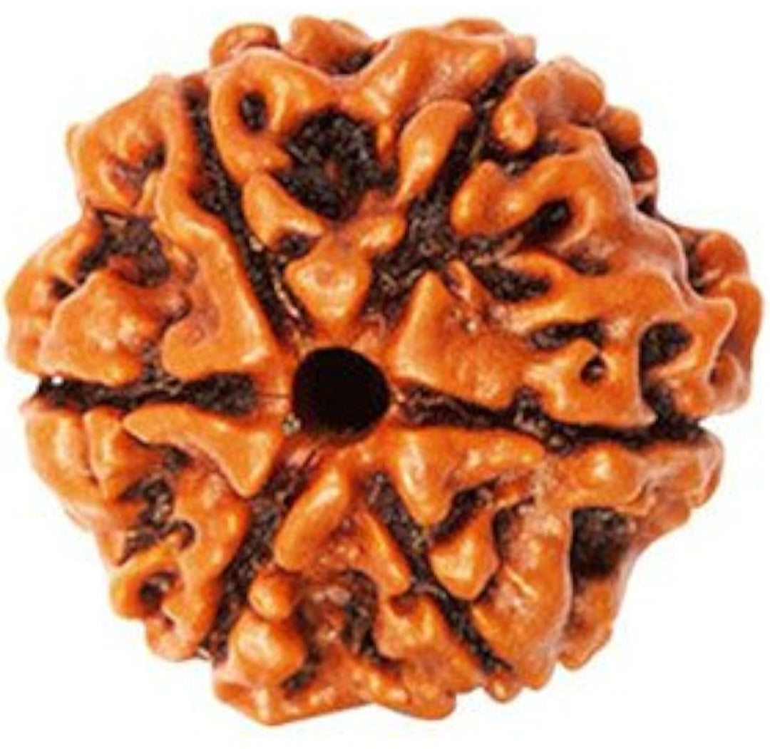 6 Mukhi Rudraksha