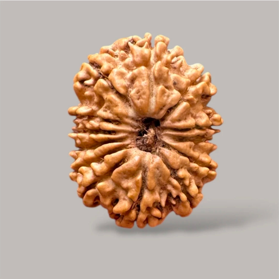 13 Mukhi Rudraksh