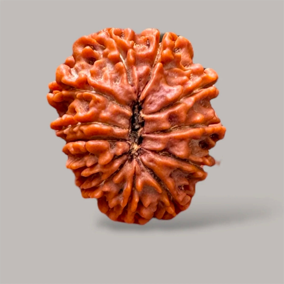 12 Mukhi Rudraksha