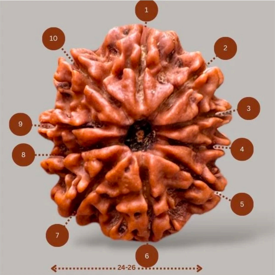 10 Mukhi Rudraksh