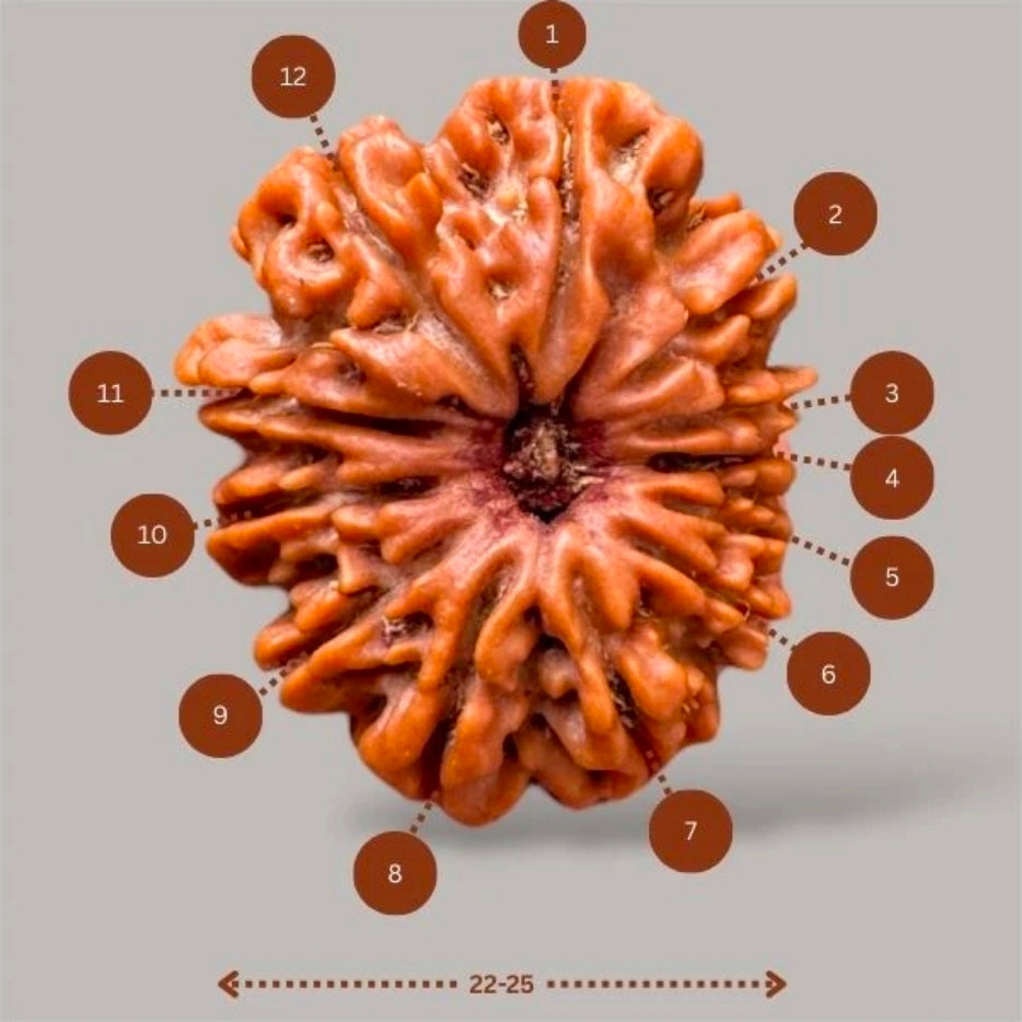 12 Mukhi Rudraksha