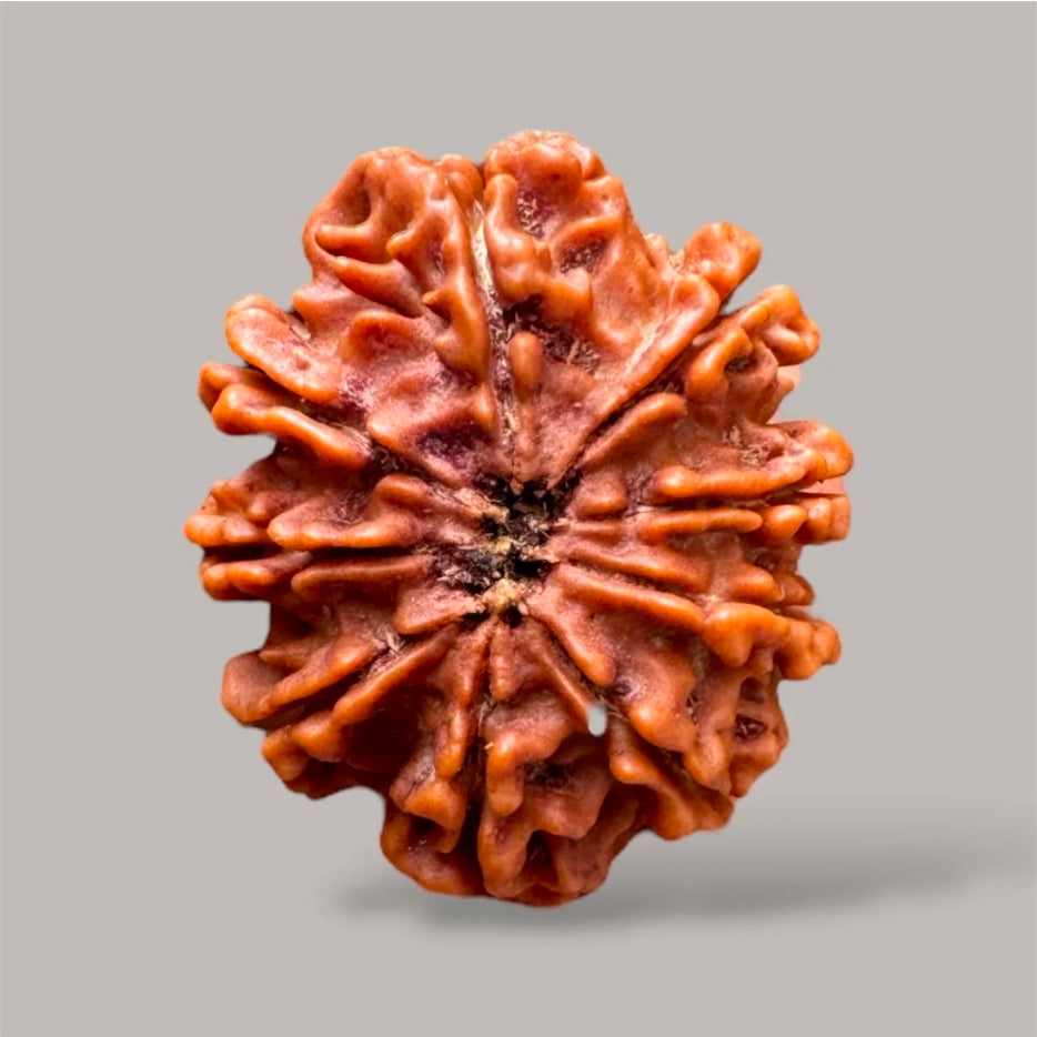 9 Mukhi Rudraksh
