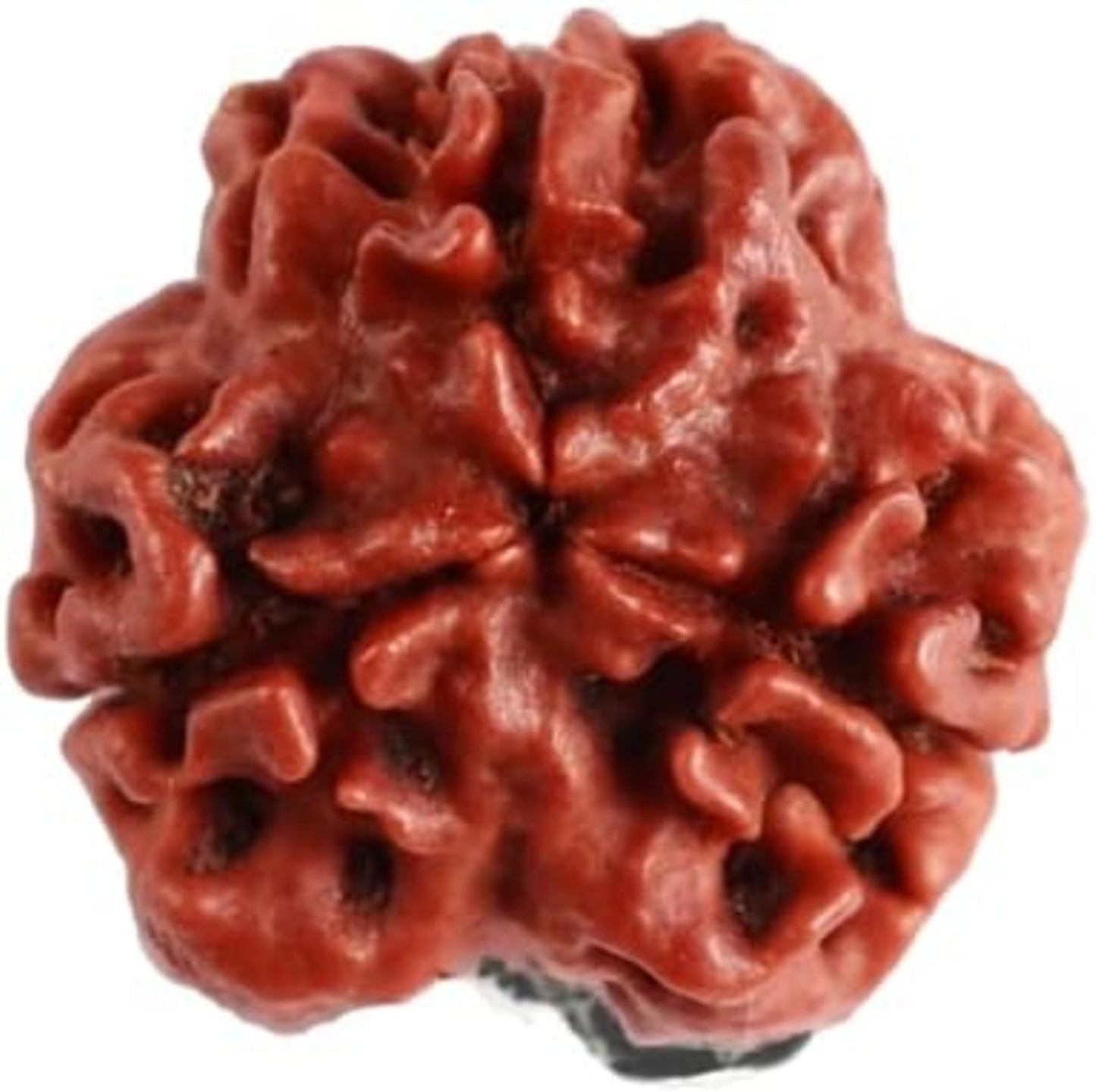 3 mukhi rudraksha