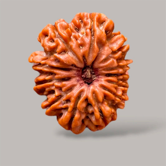 12 Mukhi Rudraksha