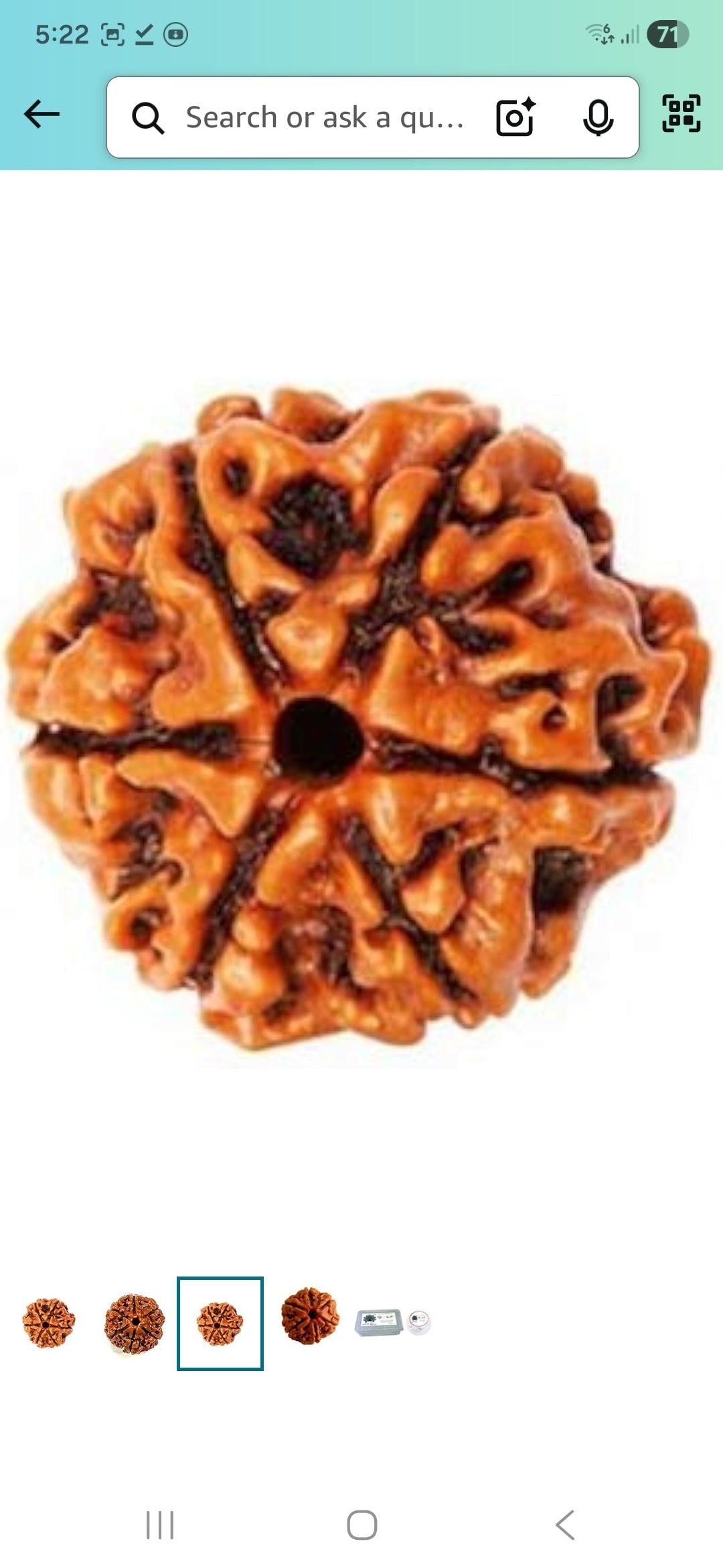 6 Mukhi Rudraksha