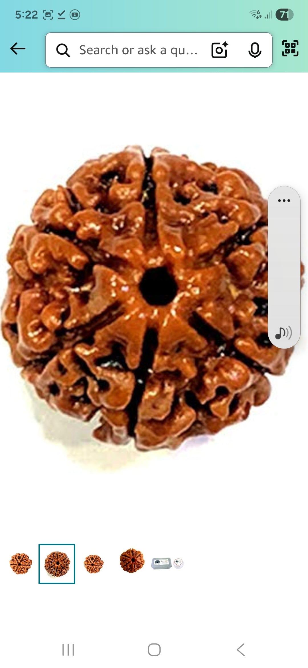 6 Mukhi Rudraksha