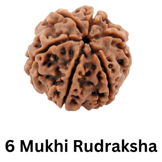6 Mukhi Rudraksha