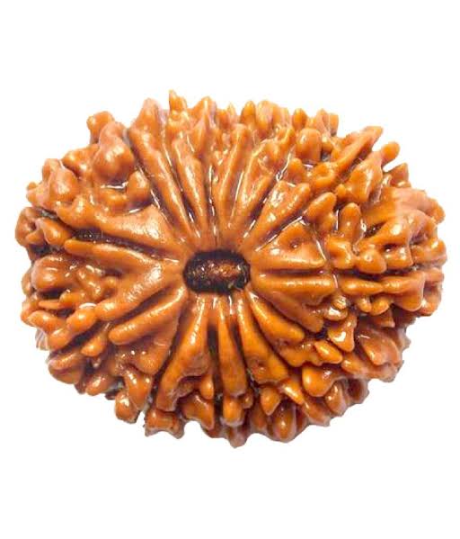 14 mukhi Rudraksh