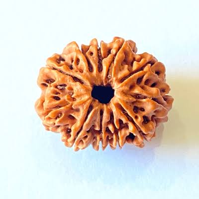 11 Mukhi Rudraksh