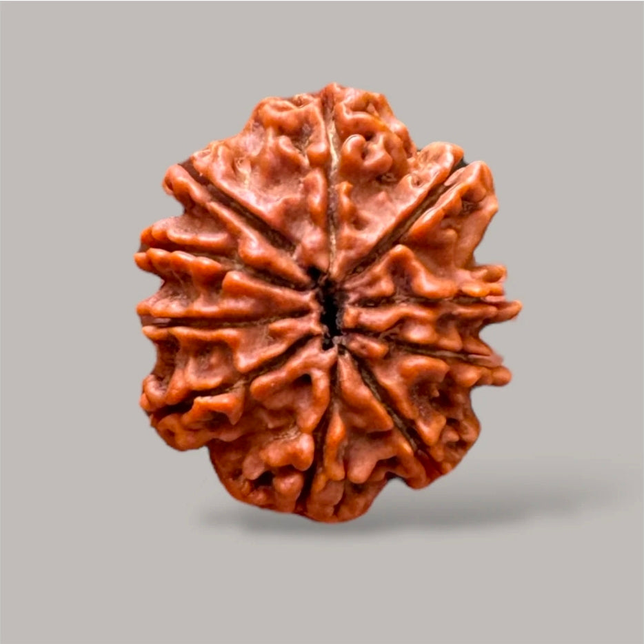 10 Mukhi Rudraksh