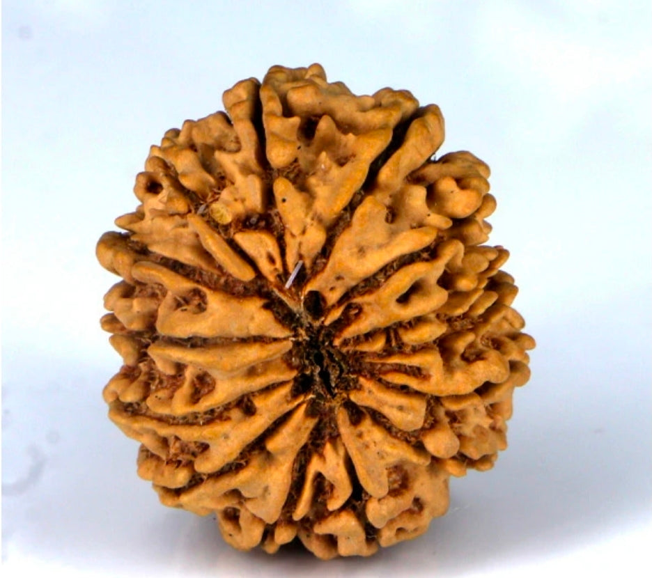 14 mukhi Rudraksh