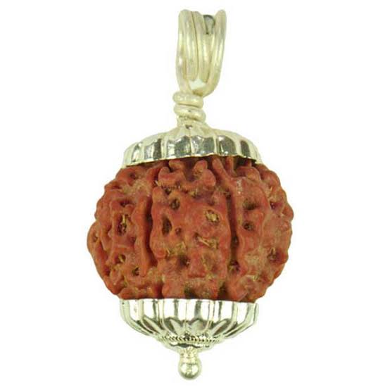 7 Mukhi Rudraksh