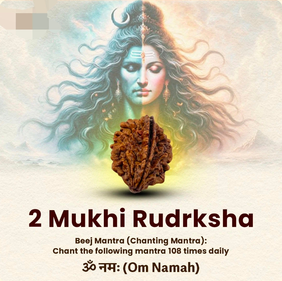 2 Mukhi Rudrksha
