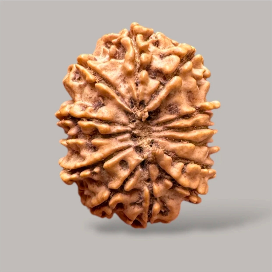 13 Mukhi Rudraksh