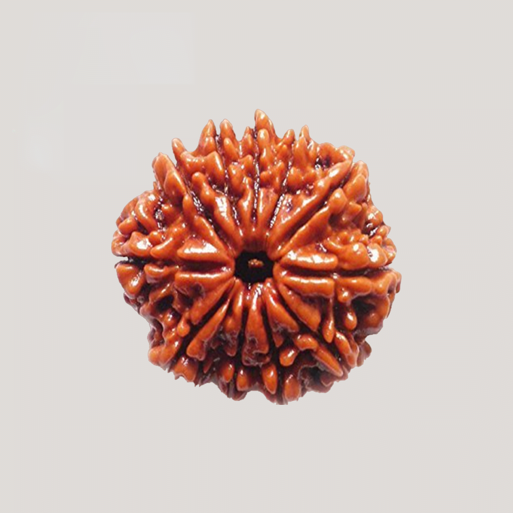 11 Mukhi Rudraksh