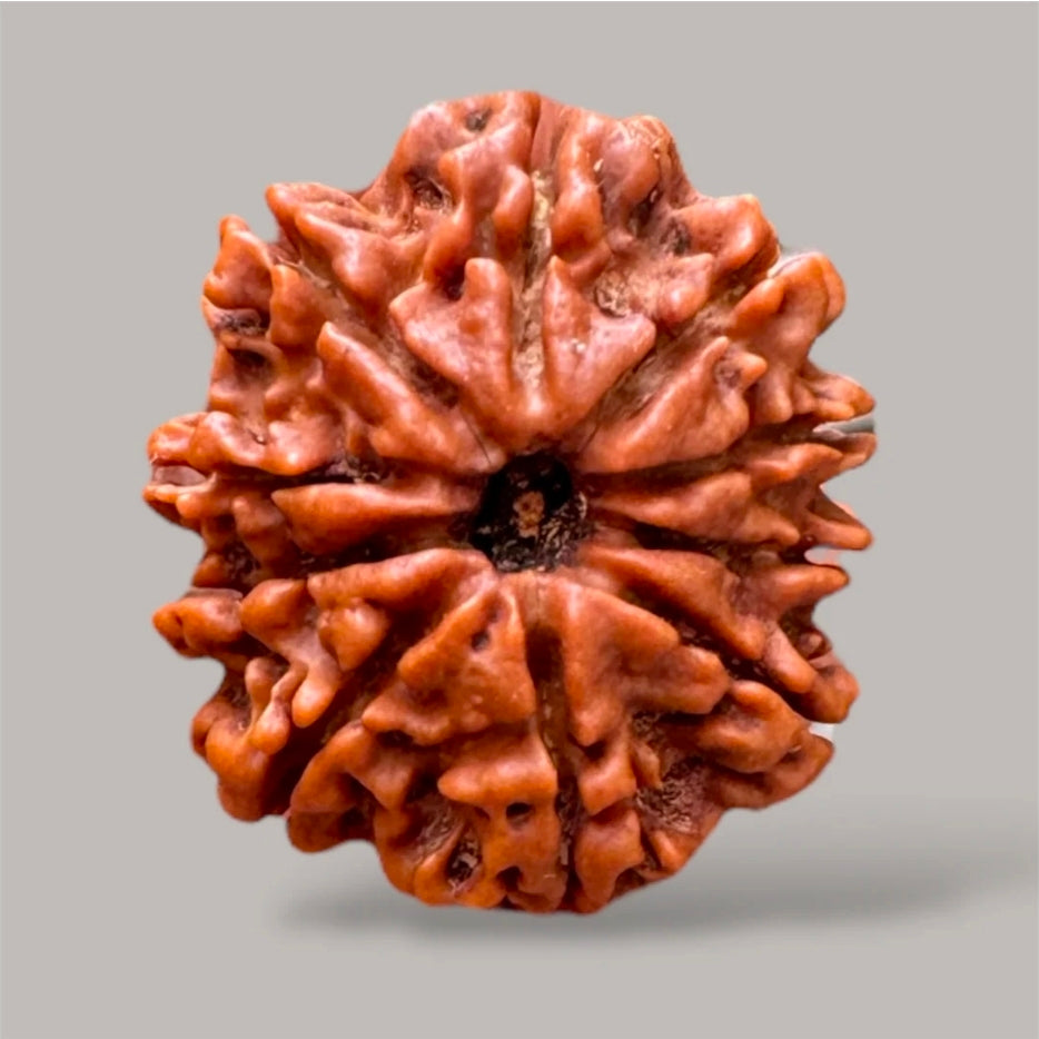 10 Mukhi Rudraksh