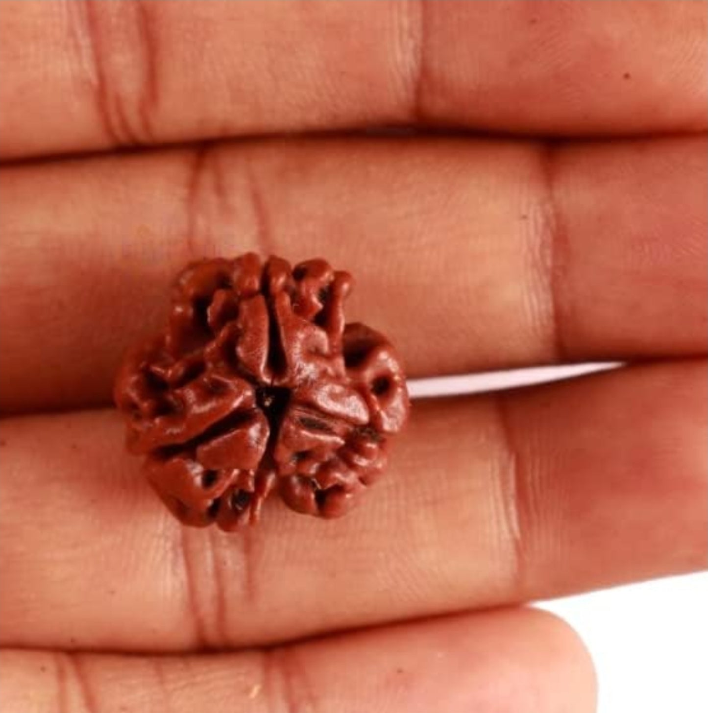 3 mukhi rudraksha