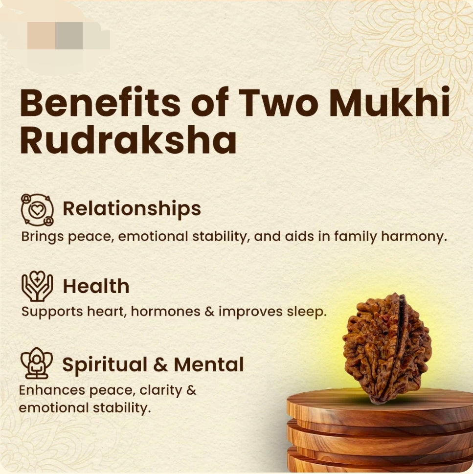 2 Mukhi Rudrksha